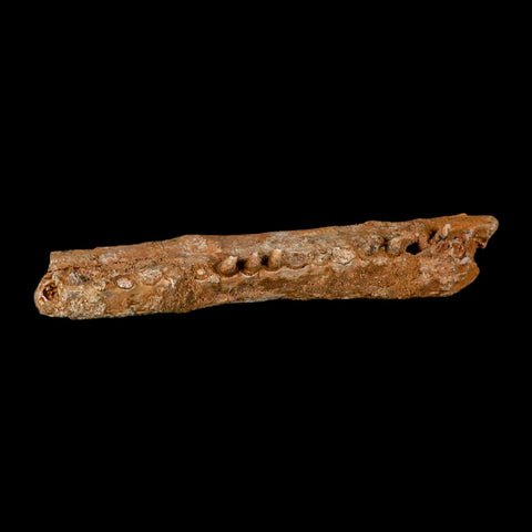5.8" Aidachar pankowskii Fossil Teeth Jaw Section Ray-Finned Fish Cretaceous Age - Fossil Age Minerals