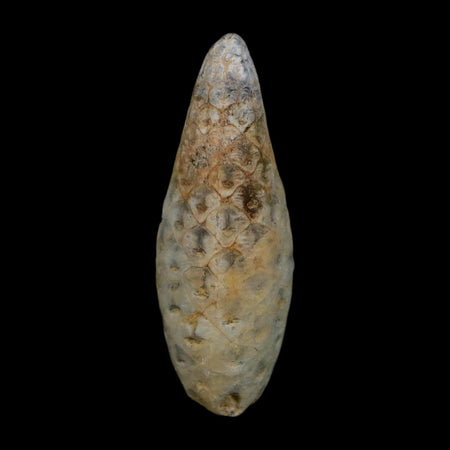 1.8" Fossil Pine Cone Equicalastrobus Replaced By Agate Eocene Age Seeds Fruit