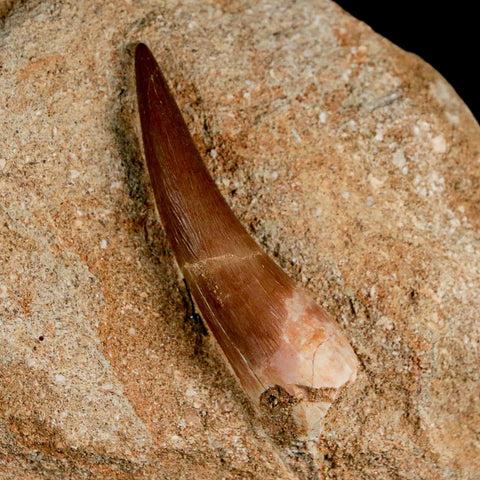 XL 2.2" Plesiosaur Zarafasaura Tooth Fossil In Matrix Cretaceous Dinosaur Era COA - Fossil Age Minerals