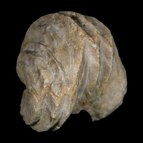 1.5" Burmirhynchia Decorata Brachiopod Fossil Jurassic Age Ardenes France