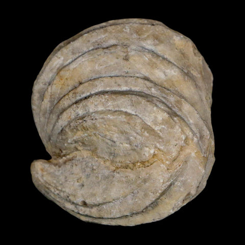 1.5" Burmirhynchia Decorata Brachiopod Fossil Jurassic Age Ardenes France