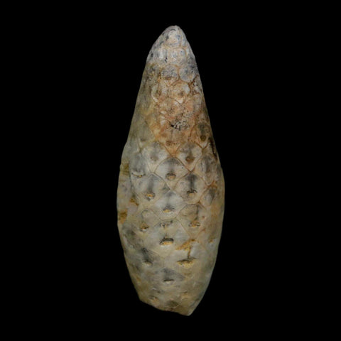1.8" Fossil Pine Cone Equicalastrobus Replaced By Agate Eocene Age Seeds Fruit