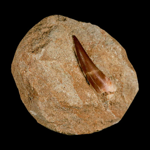 XL 2.2" Plesiosaur Zarafasaura Tooth Fossil In Matrix Cretaceous Dinosaur Era COA - Fossil Age Minerals
