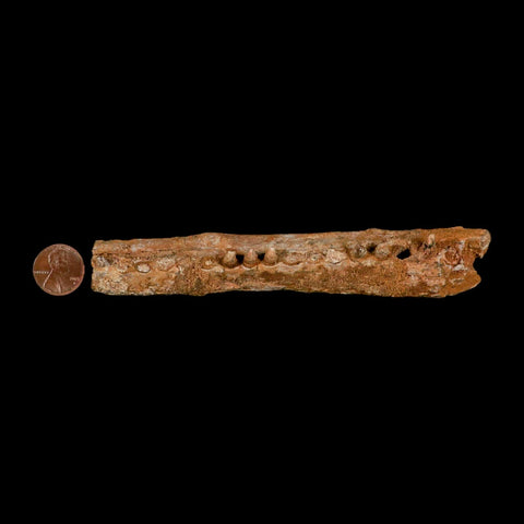 5.8" Aidachar pankowskii Fossil Teeth Jaw Section Ray-Finned Fish Cretaceous Age - Fossil Age Minerals