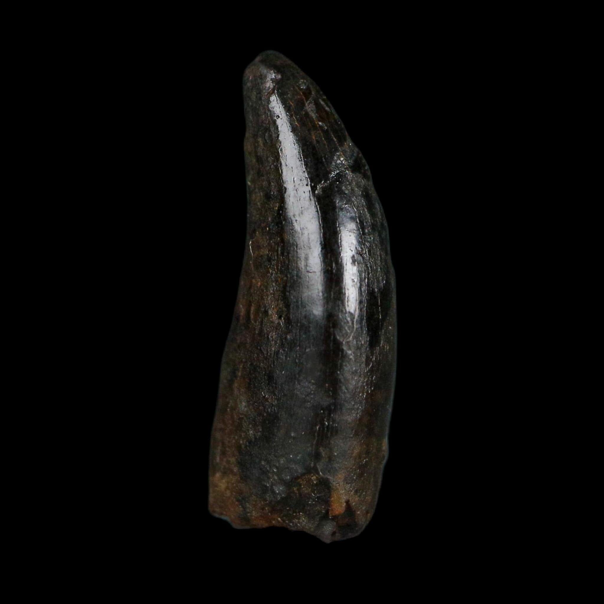 0.7" Tyrannosaurus Rex Fossil Tooth Hell Creek Cretaceous Dinosaur MT COA Display