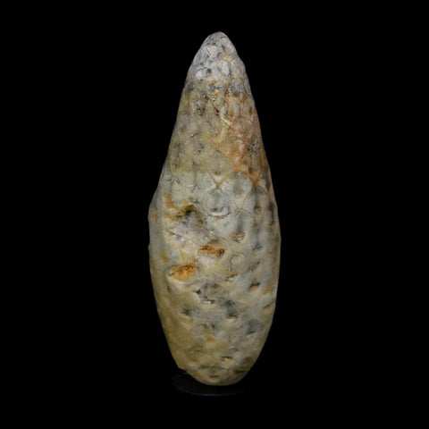 1.8" Fossil Pine Cone Equicalastrobus Replaced By Agate Eocene Age Seeds Fruit