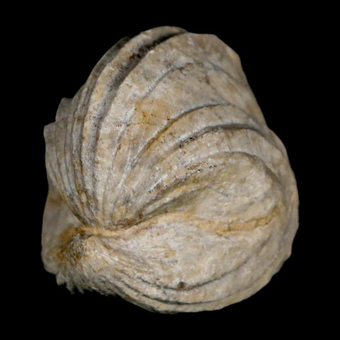 1.5" Burmirhynchia Decorata Brachiopod Fossil Jurassic Age Ardenes France