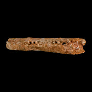 5.8" Aidachar pankowskii Fossil Teeth Jaw Section Ray-Finned Fish Cretaceous Age