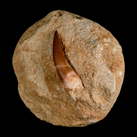 XL 2.2" Plesiosaur Zarafasaura Tooth Fossil In Matrix Cretaceous Dinosaur Era COA - Fossil Age Minerals