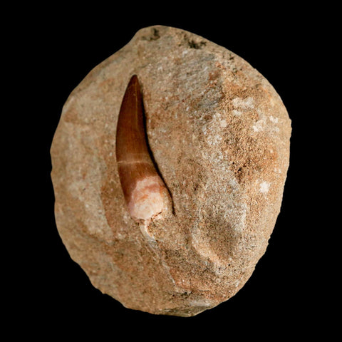 XL 2.2" Plesiosaur Zarafasaura Tooth Fossil In Matrix Cretaceous Dinosaur Era COA - Fossil Age Minerals
