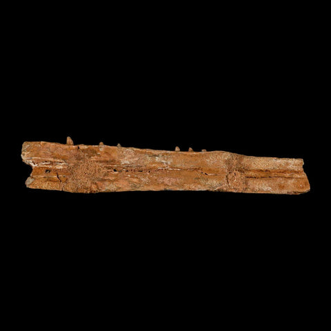 5.8" Aidachar pankowskii Fossil Teeth Jaw Section Ray-Finned Fish Cretaceous Age - Fossil Age Minerals