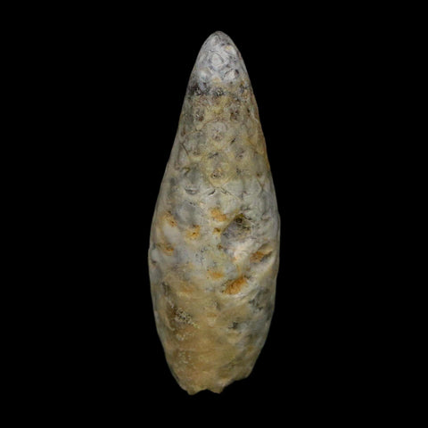 1.8" Fossil Pine Cone Equicalastrobus Replaced By Agate Eocene Age Seeds Fruit