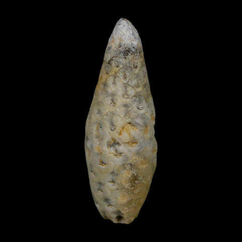 1.8" Fossil Pine Cone Equicalastrobus Replaced By Agate Eocene Age Seeds Fruit