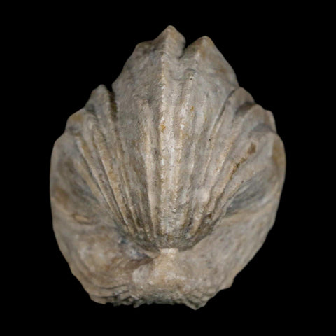 1.6" Burmirhynchia Decorata Brachiopod Fossil Jurassic Age Ardenes France