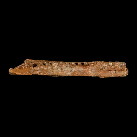 5.8" Aidachar pankowskii Fossil Teeth Jaw Section Ray-Finned Fish Cretaceous Age - Fossil Age Minerals