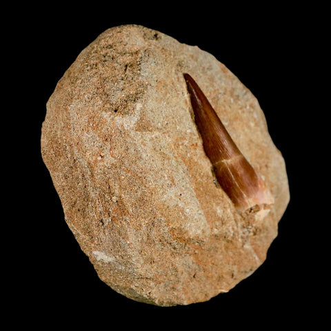 XL 2.2" Plesiosaur Zarafasaura Tooth Fossil In Matrix Cretaceous Dinosaur Era COA - Fossil Age Minerals