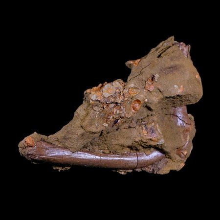 7" Pachycephalosaurus Fossil Bone Lance Creek FM WY Cretaceous Dinosaur COA