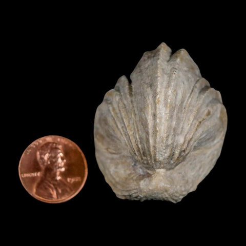 1.6" Burmirhynchia Decorata Brachiopod Fossil Jurassic Age Ardenes France