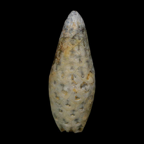 1.8" Fossil Pine Cone Equicalastrobus Replaced By Agate Eocene Age Seeds Fruit