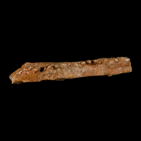 5.8" Aidachar pankowskii Fossil Teeth Jaw Section Ray-Finned Fish Cretaceous Age - Fossil Age Minerals