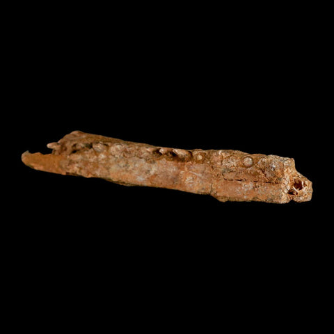 5.8" Aidachar pankowskii Fossil Teeth Jaw Section Ray-Finned Fish Cretaceous Age - Fossil Age Minerals