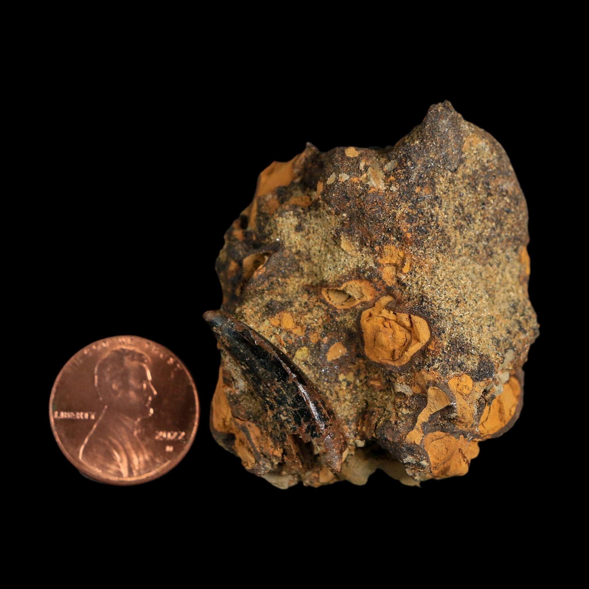 1" Tyrannosaurus Rex Fossil Tooth In Matrix Hell Creek Cretaceous Dinosaur MT COA