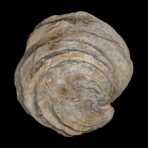 1.6" Burmirhynchia Decorata Brachiopod Fossil Jurassic Age Ardenes France