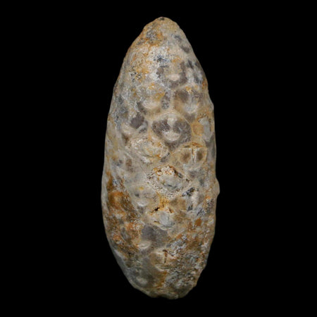 1.7" Fossil Pine Cone Equicalastrobus Replaced By Agate Eocene Age Seeds Fruit