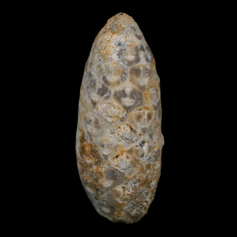 1.7" Fossil Pine Cone Equicalastrobus Replaced By Agate Eocene Age Seeds Fruit