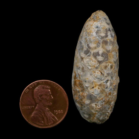 1.7" Fossil Pine Cone Equicalastrobus Replaced By Agate Eocene Age Seeds Fruit