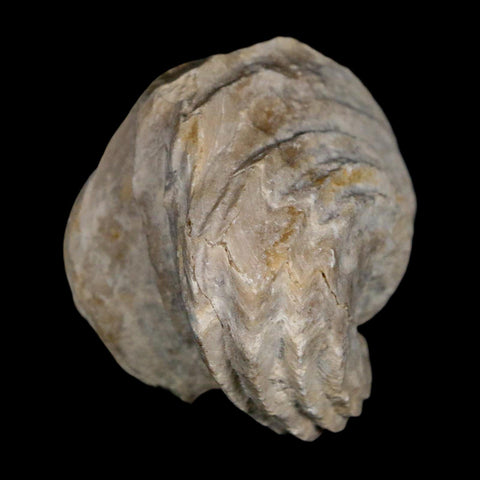 1.6" Burmirhynchia Decorata Brachiopod Fossil Jurassic Age Ardenes France