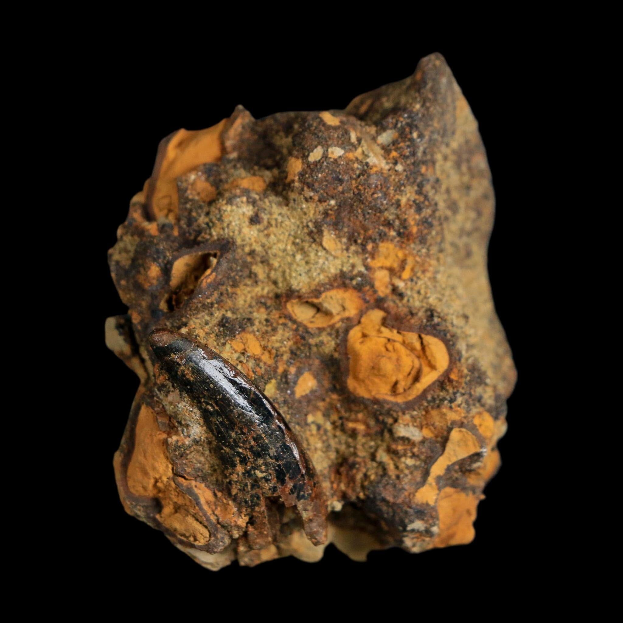 1" Tyrannosaurus Rex Fossil Tooth In Matrix Hell Creek Cretaceous Dinosaur MT COA