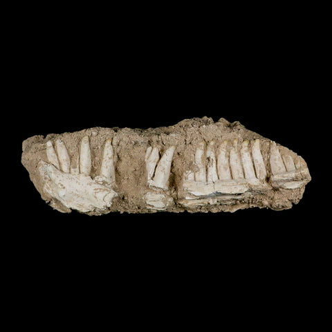6.5" Aidachar pankowskii Fossil Teeth Jaw Section Ray-Finned Fish Cretaceous Age - Fossil Age Minerals