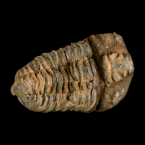 3.6" Flexicalymene Trilobite Fossil Ordovician Age Tazzarine Region Morocco COA - Fossil Age Minerals