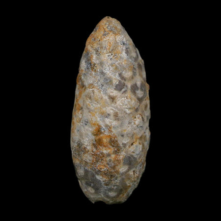 1.7" Fossil Pine Cone Equicalastrobus Replaced By Agate Eocene Age Seeds Fruit