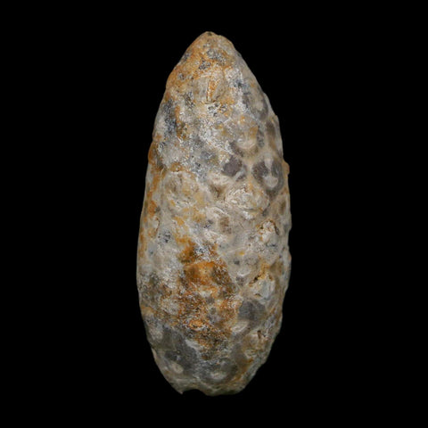 1.7" Fossil Pine Cone Equicalastrobus Replaced By Agate Eocene Age Seeds Fruit
