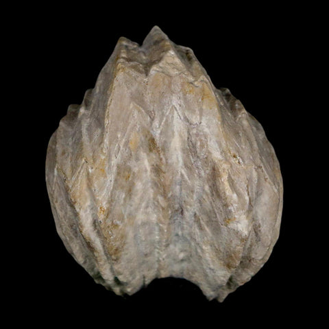 1.6" Burmirhynchia Decorata Brachiopod Fossil Jurassic Age Ardenes France