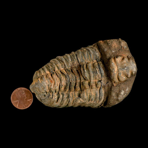 3.6" Flexicalymene Trilobite Fossil Ordovician Age Tazzarine Region Morocco COA - Fossil Age Minerals