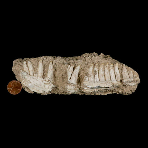 6.5" Aidachar pankowskii Fossil Teeth Jaw Section Ray-Finned Fish Cretaceous Age - Fossil Age Minerals