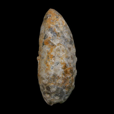 1.7" Fossil Pine Cone Equicalastrobus Replaced By Agate Eocene Age Seeds Fruit