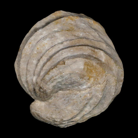 1.6" Burmirhynchia Decorata Brachiopod Fossil Jurassic Age Ardenes France