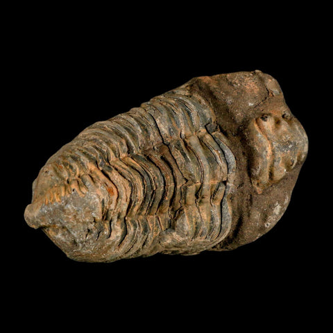 3.6" Flexicalymene Trilobite Fossil Ordovician Age Tazzarine Region Morocco COA - Fossil Age Minerals