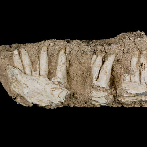 6.5" Aidachar pankowskii Fossil Teeth Jaw Section Ray-Finned Fish Cretaceous Age - Fossil Age Minerals