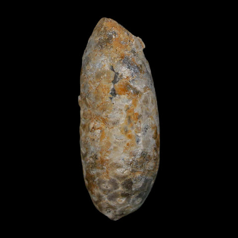 1.7" Fossil Pine Cone Equicalastrobus Replaced By Agate Eocene Age Seeds Fruit