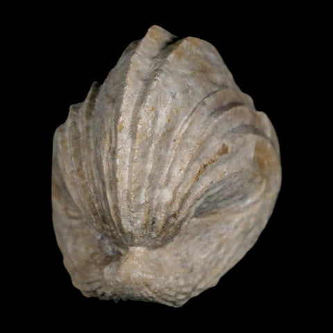 1.6" Burmirhynchia Decorata Brachiopod Fossil Jurassic Age Ardenes France