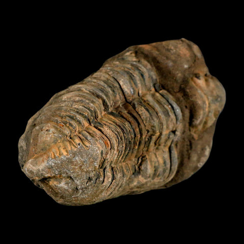 3.6" Flexicalymene Trilobite Fossil Ordovician Age Tazzarine Region Morocco COA - Fossil Age Minerals