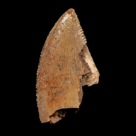 0.9" Majungasaurus Serrated Fossil Tooth Cretaceous Dinosaur Madagascar COA