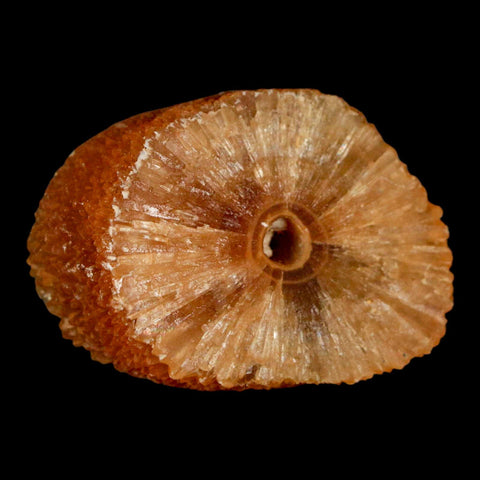 1.6" Natural Cut Rough Cave Honey Calcite Crystal Mineral Specimen Morocco - Fossil Age Minerals
