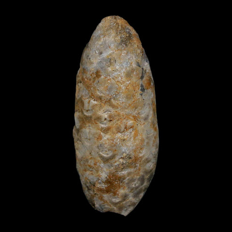 1.7" Fossil Pine Cone Equicalastrobus Replaced By Agate Eocene Age Seeds Fruit