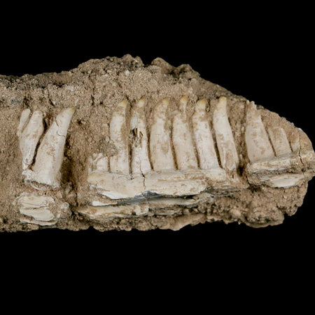 6.5" Aidachar pankowskii Fossil Teeth Jaw Section Ray-Finned Fish Cretaceous Age
